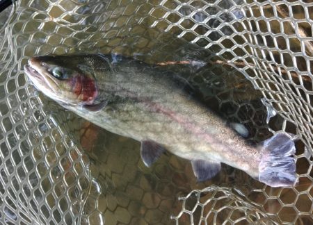 難しいぞ、大安トラウトレイク